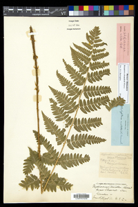 Dryopteris benedictii image