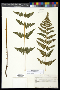 Dryopteris benedictii image