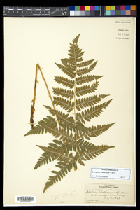 Dryopteris benedictii image