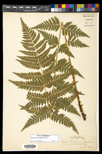 Dryopteris benedictii image