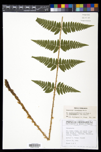 Dryopteris benedictii image