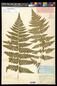 Dryopteris × boottii image