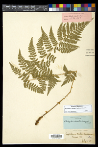 Dryopteris × boottii image