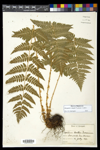 Dryopteris × boottii image