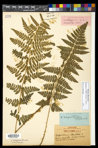 Dryopteris × boottii image