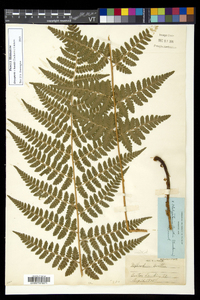 Dryopteris × boottii image