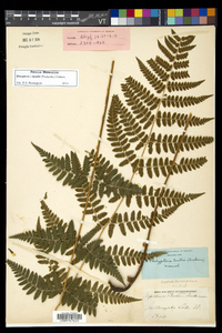 Dryopteris × boottii image