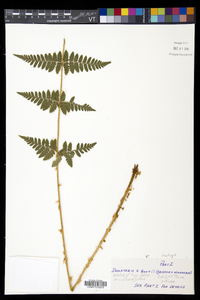 Dryopteris × boottii image