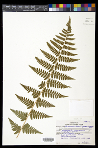 Dryopteris × boottii image