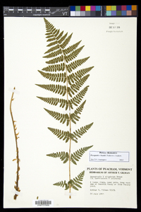 Dryopteris × boottii image