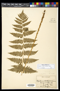 Dryopteris × boottii image