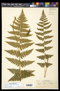Dryopteris × boottii image