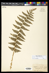 Dryopteris × boottii image