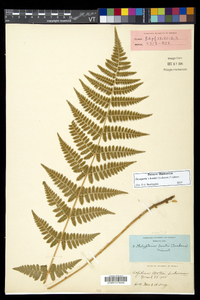 Dryopteris × boottii image