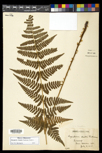 Dryopteris × boottii image