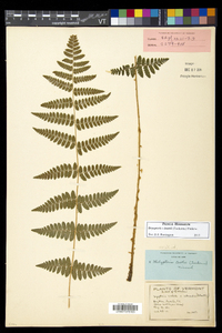 Dryopteris × boottii image