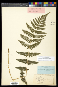 Dryopteris × boottii image