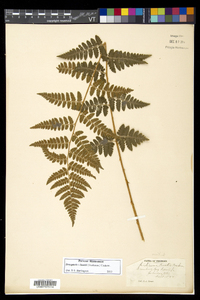 Dryopteris × boottii image