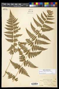 Dryopteris × boottii image