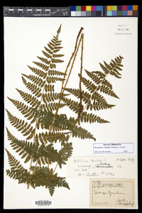 Dryopteris × boottii image