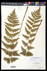 Dryopteris × boottii image