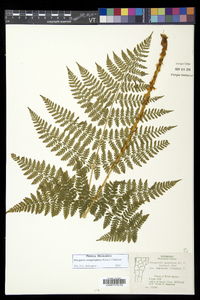 Dryopteris campyloptera image