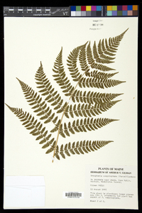 Dryopteris campyloptera image