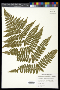 Dryopteris campyloptera image