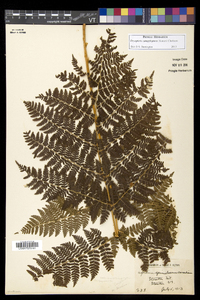 Dryopteris campyloptera image