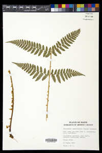 Dryopteris campyloptera image