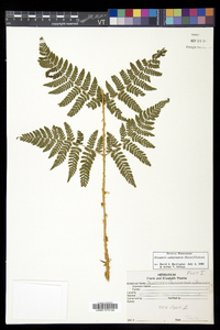 Dryopteris campyloptera image