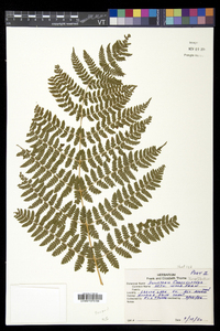 Dryopteris campyloptera image