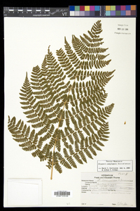 Dryopteris campyloptera image