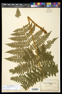 Dryopteris campyloptera image