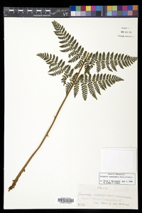 Dryopteris campyloptera image