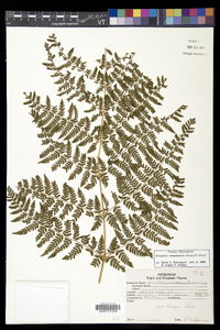 Dryopteris campyloptera image