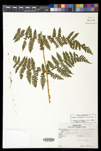 Dryopteris campyloptera image