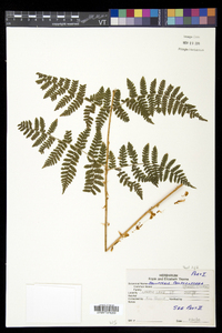 Dryopteris campyloptera image