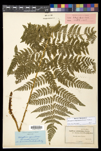 Dryopteris campyloptera image