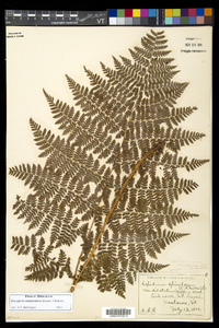 Dryopteris campyloptera image