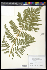 Dryopteris campyloptera image