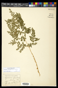 Dryopteris campyloptera image