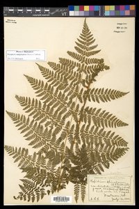 Dryopteris campyloptera image