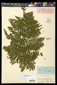 Dryopteris campyloptera image