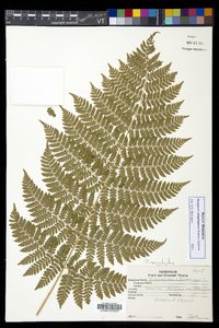 Dryopteris campyloptera image