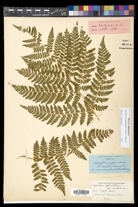 Dryopteris campyloptera image