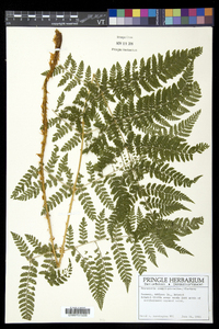 Dryopteris campyloptera image