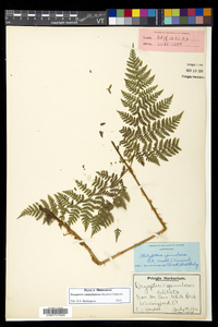 Dryopteris campyloptera image