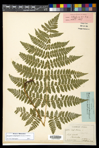 Dryopteris campyloptera image