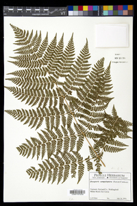 Dryopteris campyloptera image